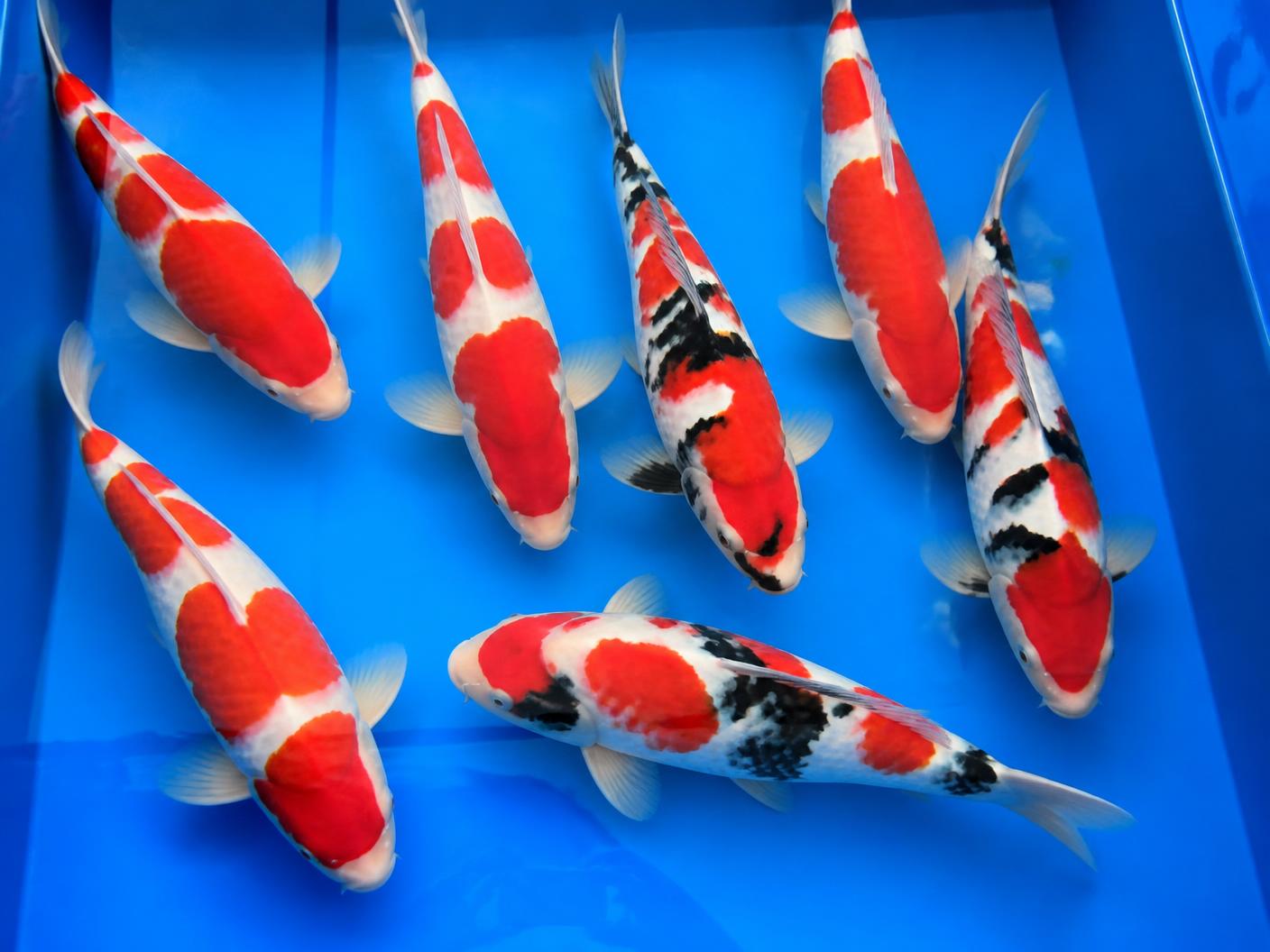 Kohaku en Sanke koi te koop in een helder bassin